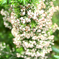 Erica Arborea