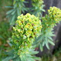 Euphorbia Arborea