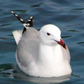 Corsican Gull