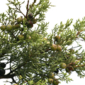 Phoenicean Juniper