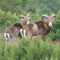 Mouflon