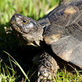 Marginata Tortoise