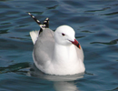 Corsican Gull