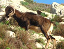 The Mouflon
