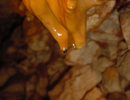 Siphon Cave